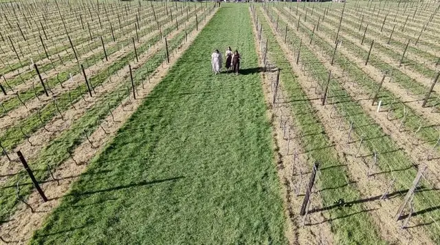 Balfour Winery (Hush Heath Estate) vineyard, Staplehurst/Tonbridge, Kent